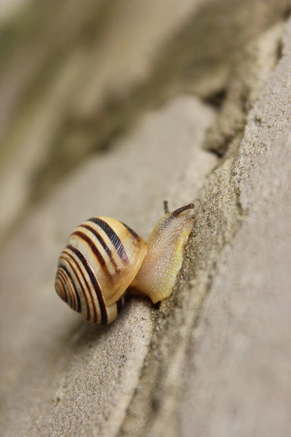 Schnecke lizenzfreie stockfotos Schnecke lizenzfreie stockfotos