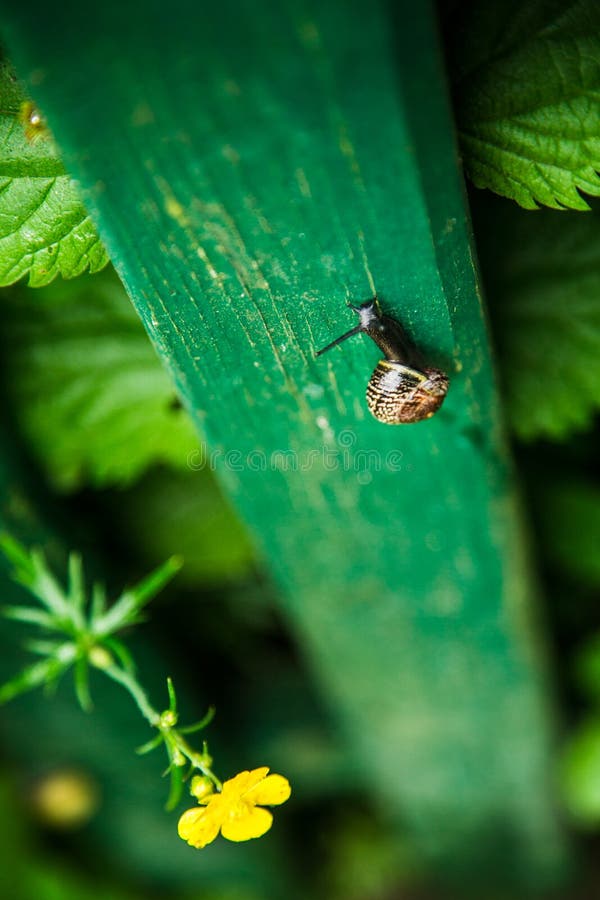 Schnecke, die oben einen grünen Zaun klettert stockfotografie Schnecke, die oben einen grünen Zaun klettert stockfotografie