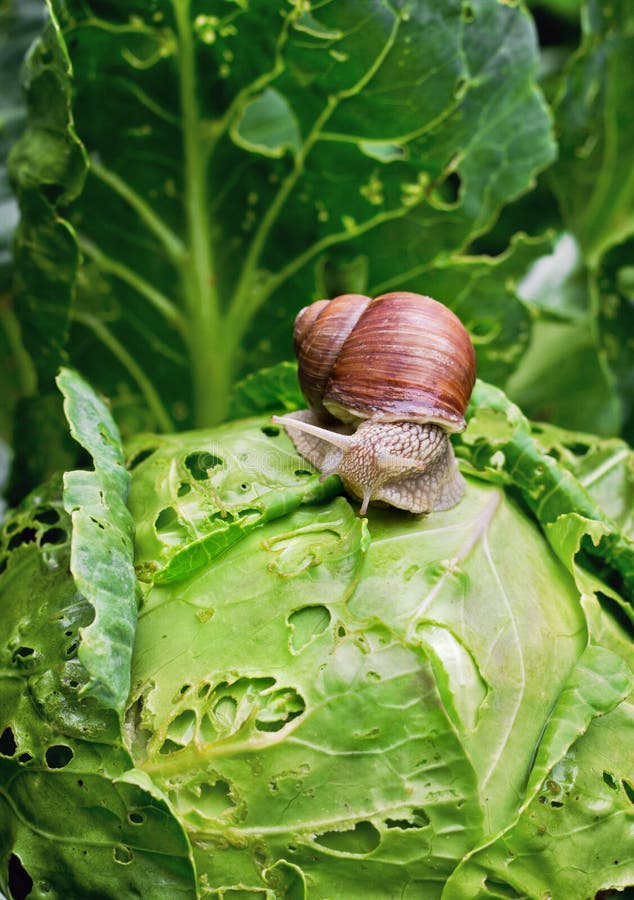 Gartenschnecke (Schneckenaspersa) Mit Seinem Baby Stockbild Bild von
