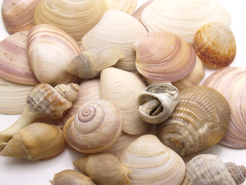 Schnecken von Meer lizenzfreie stockbilder Schnecken von Meer lizenzfreie stockbilder