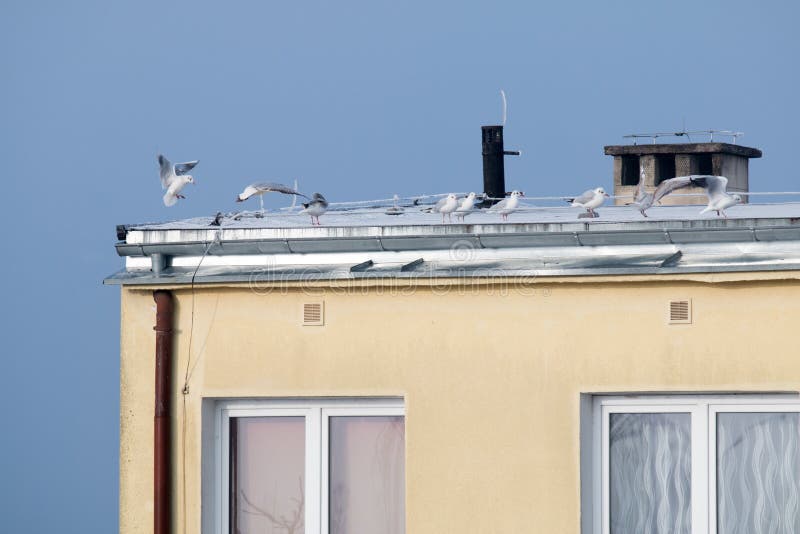 Dach stockfoto. Bild von eigenschaft, fliesen, haus, amerikanisch