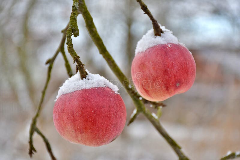 Schnee auf Äpfel auf einem Baum lizenzfreie stockbilder Schnee auf Äpfel auf einem Baum lizenzfreie stockbilder