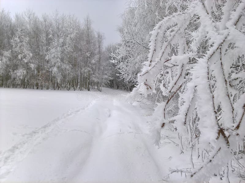 Schnee Frost auf Suppengrün stockbild Schnee Frost auf Suppengrün stockbild