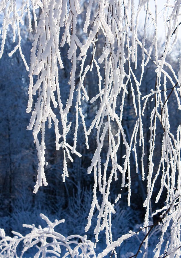 Schnee-Frost umfaßte Zweig der Birke
