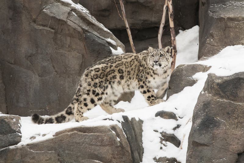 A young snow leopard walking along a snow-covered rocky cliff edge pausing to look back, displays beautiful rosette coat pattern. A young snow leopard walking along a snow-covered rocky cliff edge pausing to look back, displays beautiful rosette coat pattern