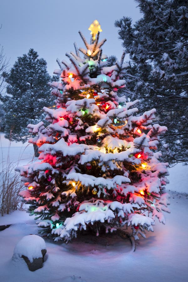 Schnee umfasste Christbaumständer heraus hell im Licht des frühen Morgens lizenzfreies stockfoto Schnee umfasste Christbaumständer heraus hell im Licht des frühen Morgens lizenzfreies stockfoto