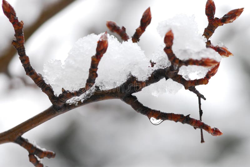 Schnee umfaßte Zweig lizenzfreies stockfoto Schnee umfaßte Zweig lizenzfreies stockfoto