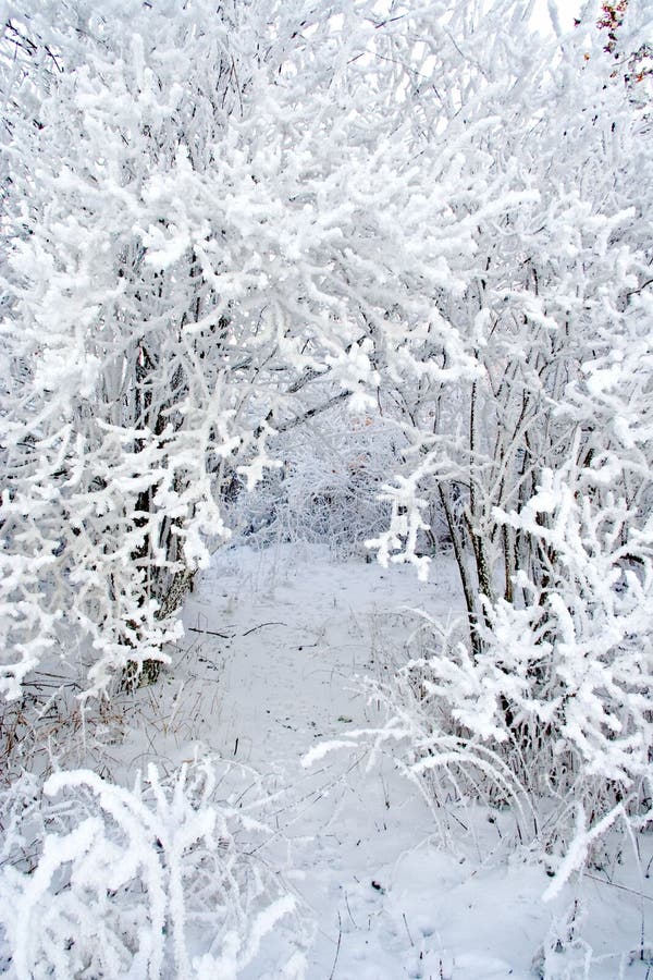 Schnee umfaßte Zweige