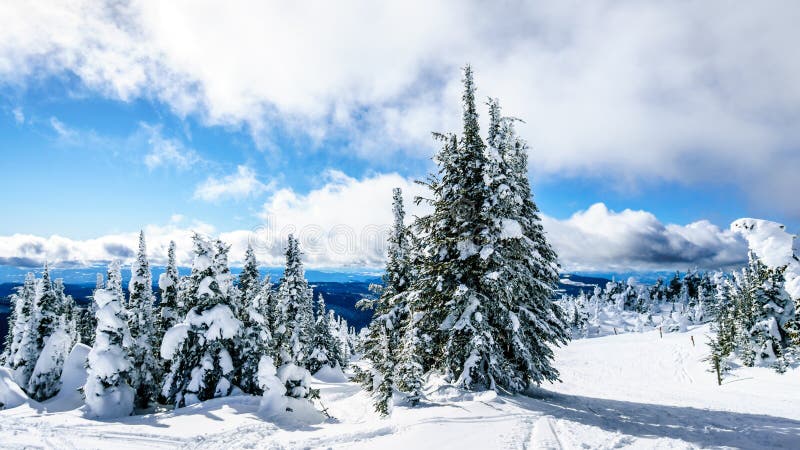 Schnee verpacken bedeckte Bäume und tiefer Schnee im hohen alpinen stockfotografie Schnee verpacken bedeckte Bäume und tiefer Schnee im hohen alpinen stockfotografie