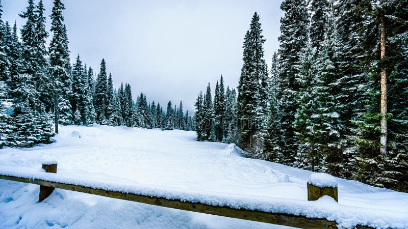 Schnee verpacken bedeckte Bäume und tiefer Schnee im hohen alpinen lizenzfreies stockfoto Schnee verpacken bedeckte Bäume und tiefer Schnee im hohen alpinen lizenzfreies stockfoto