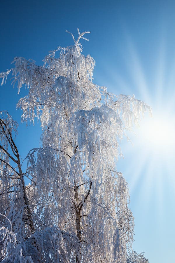 Schneebedeckte Baumgipfel glitzern in der Sonne stockfotos Schneebedeckte Baumgipfel glitzern in der Sonne stockfotos