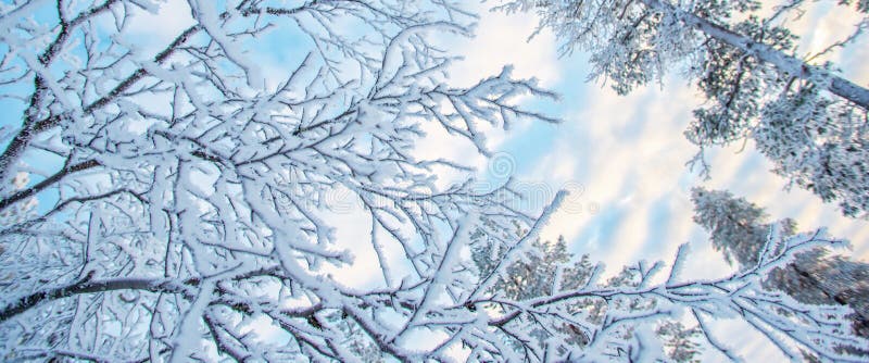 schneebedeckten Niederlassungen und Bäumen oben betrachten, Winterhintergrund