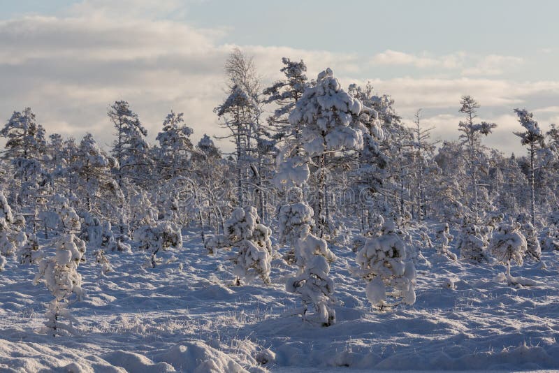 Schneebedeckter und sonniger Tag im Sumpf und im Wald stockfoto