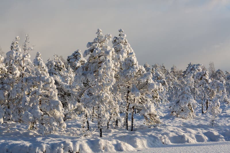 Schneebedeckter und sonniger Tag im Sumpf und im Wald stockfoto