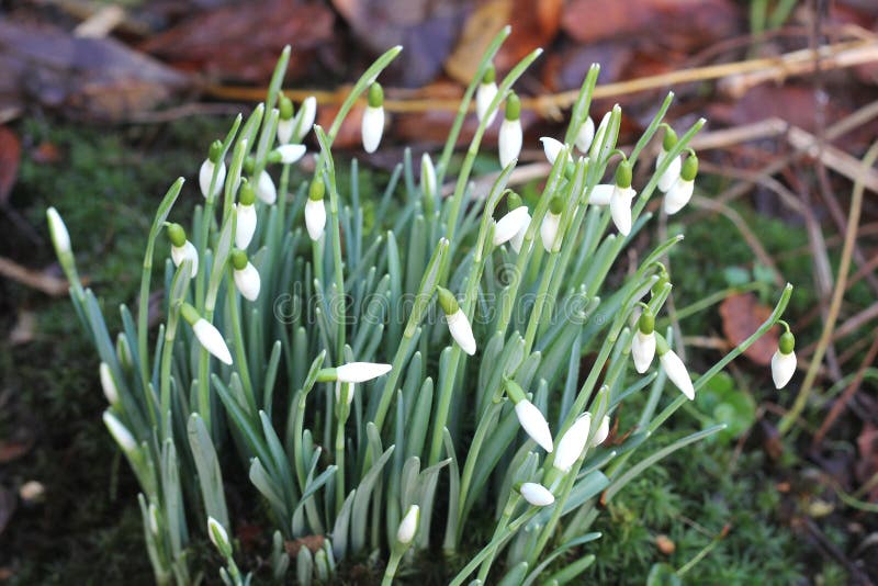 Schneeglöckchen Im Garten Im Winter Stockbild Bild von