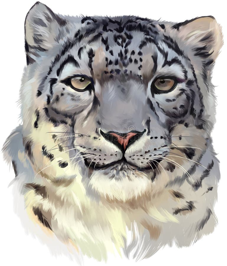 The head of the snow leopard watercolor painting. The head of the snow leopard watercolor painting