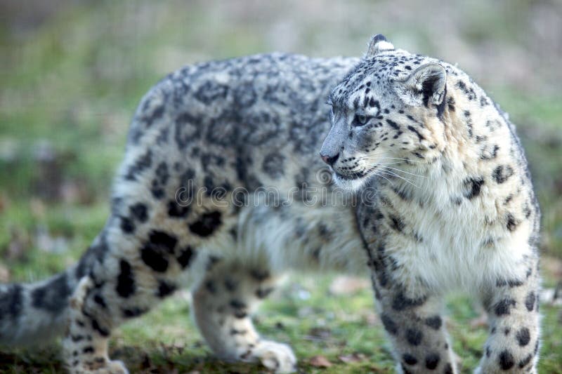 Young snow leopard - jeune leopard des neiges. Young snow leopard - jeune leopard des neiges