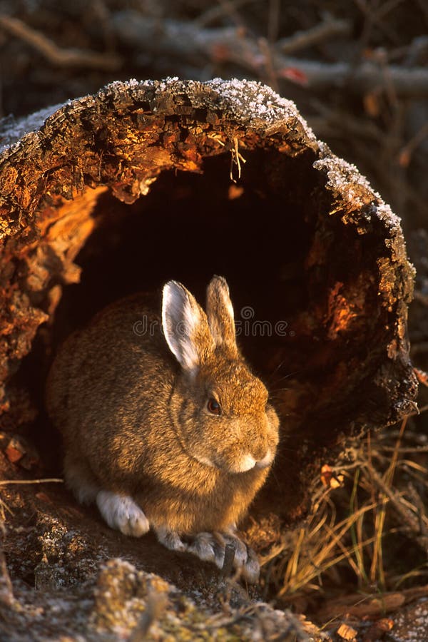 Schneeschuhhasen, die am Ende eines Klotzes (Lepus americanus) sitzen, Al stockfoto Schneeschuhhasen, die am Ende eines Klotzes (Lepus americanus) sitzen, Al stockfoto
