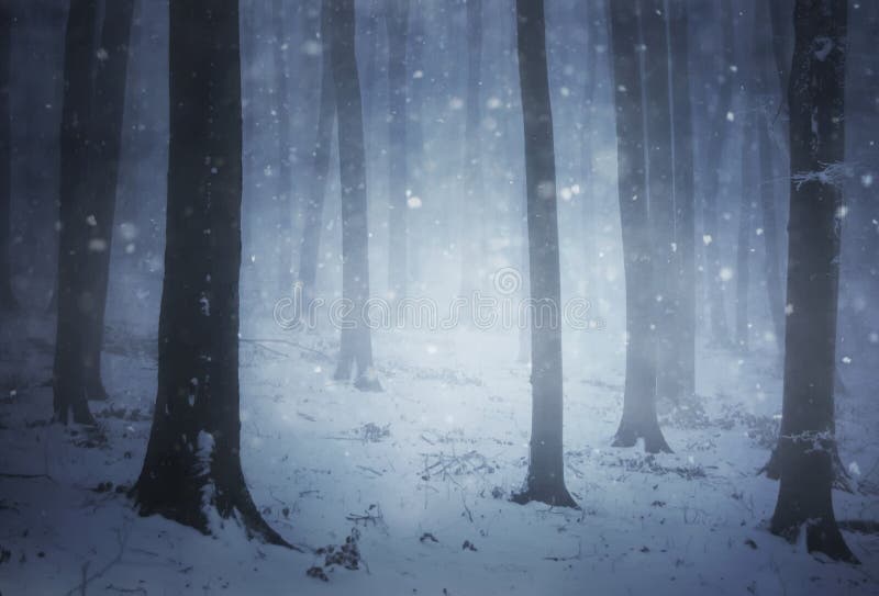 Schneesturm in einem Wald mit Nebel am Winterabend stockfotos Schneesturm in einem Wald mit Nebel am Winterabend stockfotos