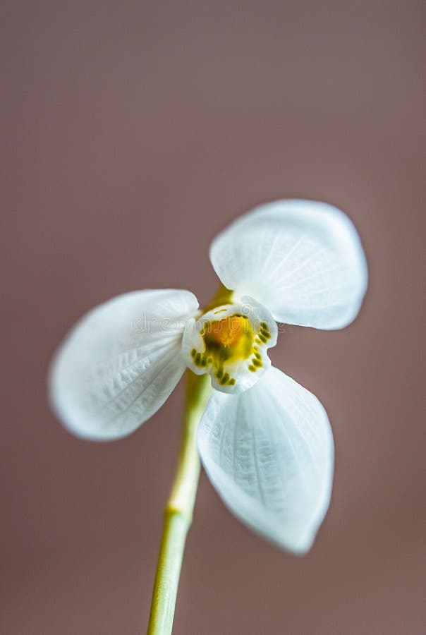 Schneetropfenblumenblätter lizenzfreies stockbild Schneetropfenblumenblätter lizenzfreies stockbild