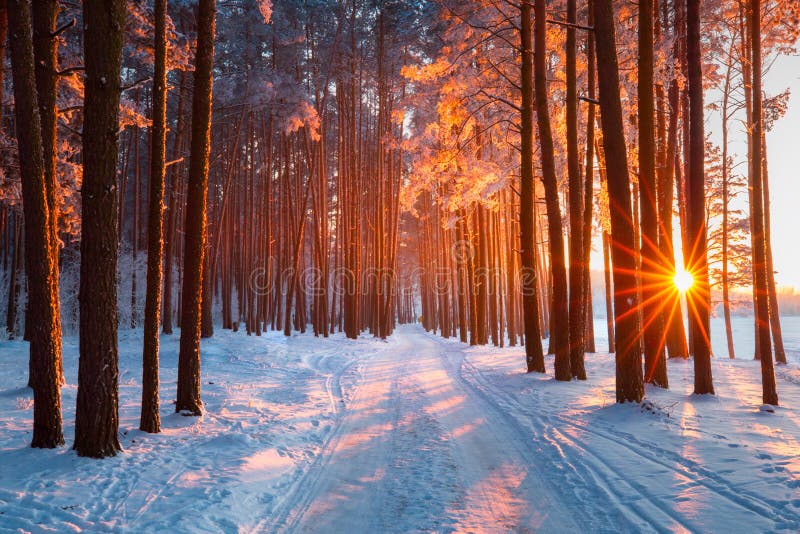 Schneeweg im Winterwaldabend-Sonnenglanz durch Bäume Sun belichtet Bäume mit Frost