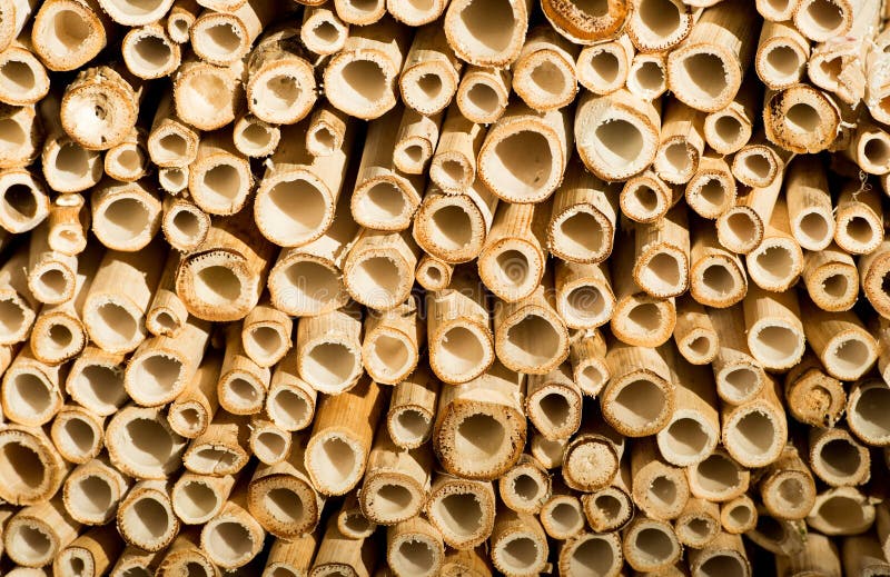 Schneiden Sie Bambusstockhintergrund lizenzfreie stockfotografie Schneiden Sie Bambusstockhintergrund lizenzfreie stockfotografie