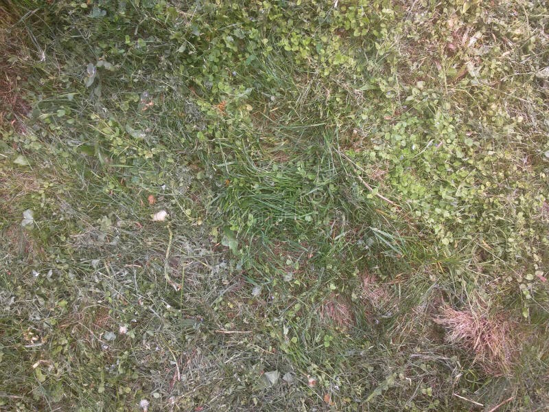 Schneiden Sie Gras stockbild Schneiden Sie Gras stockbild