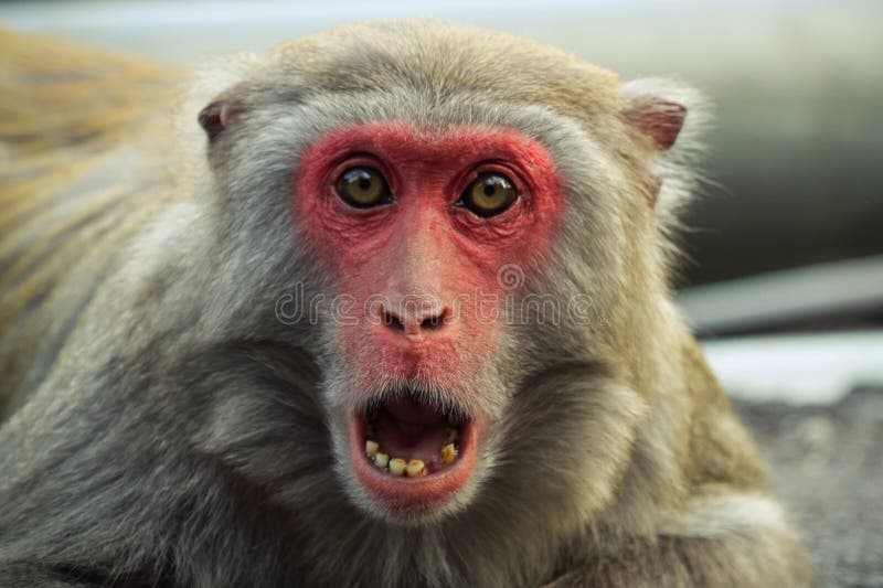 A crab-eating macaque with a shocked expression. A crab-eating macaque with a shocked expression