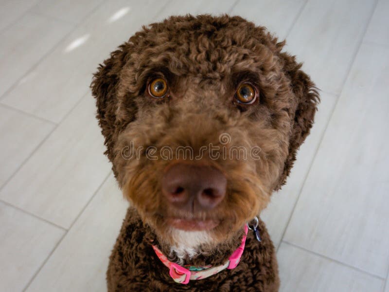 Schokolade labradoodle brauner Welpe stockfotografie Schokolade labradoodle brauner Welpe stockfotografie