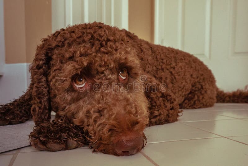 Schokolade labradoodle brauner Welpe stockbilder Schokolade labradoodle brauner Welpe stockbilder