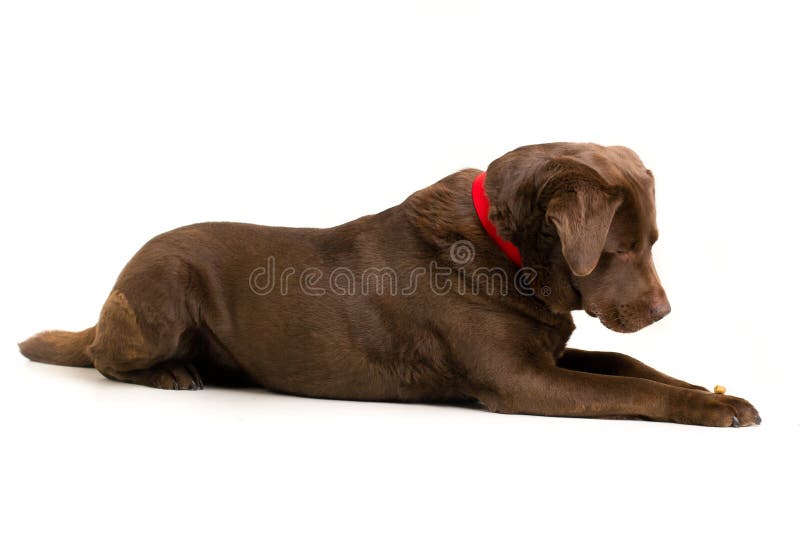 Schokolade Labrador lizenzfreie stockfotografie Schokolade Labrador lizenzfreie stockfotografie