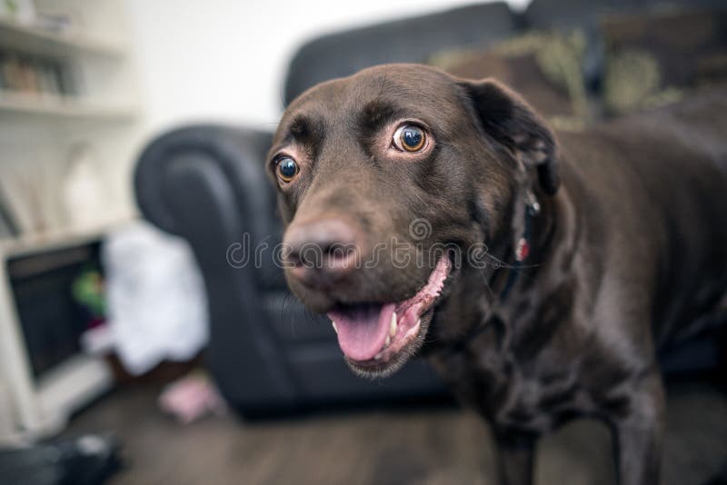 Schokoladen-Labrador-Porträt lizenzfreies stockfoto Schokoladen-Labrador-Porträt lizenzfreies stockfoto
