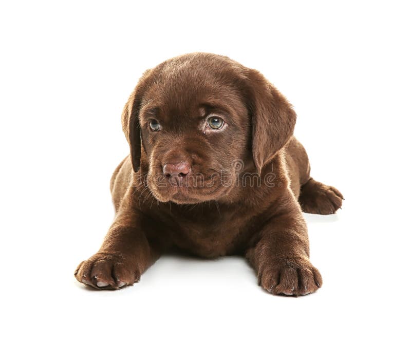 Schokoladen-Labrador retriever-Welpe auf weißem Hintergrund lizenzfreie stockfotografie Schokoladen-Labrador retriever-Welpe auf weißem Hintergrund lizenzfreie stockfotografie