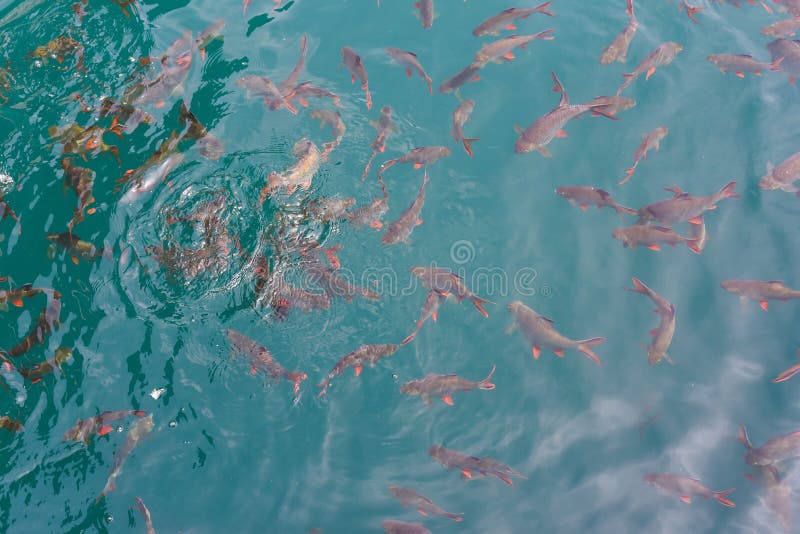 School of Baby Fish in Similan National Park, Thailand Stock Photo - Image  of animal, coral: 76842920