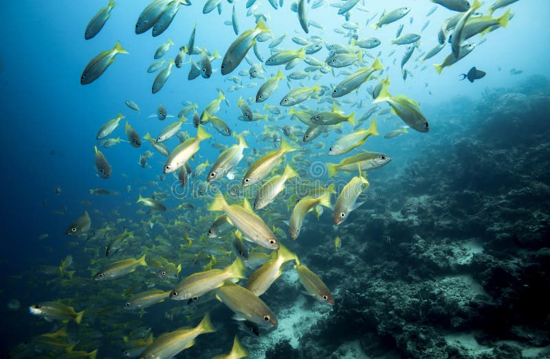 School of bigeye snapper Lutjanus lutjanus fish underwater