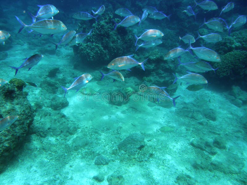 Blue Spotted Stingray Red Sea Stock Photo - Image of travel, blue: 31333872