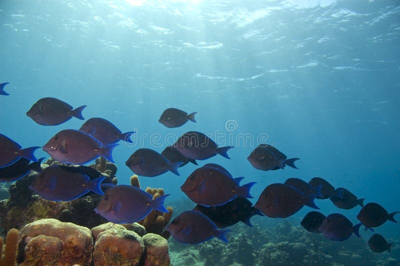 School of blue tang and sunbeams