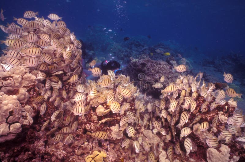 School of Convict Tang - Hanauma Bay. A large school of Convict Tang (Acanthurus triostegus) swarm feeding off a coral head as a scuba diver pokes her head from royalty free stock photos School of Convict Tang - Hanauma Bay. A large school of Convict Tang (Acanthurus triostegus) swarm feeding off a coral head as a scuba diver pokes her head from royalty free stock photos
