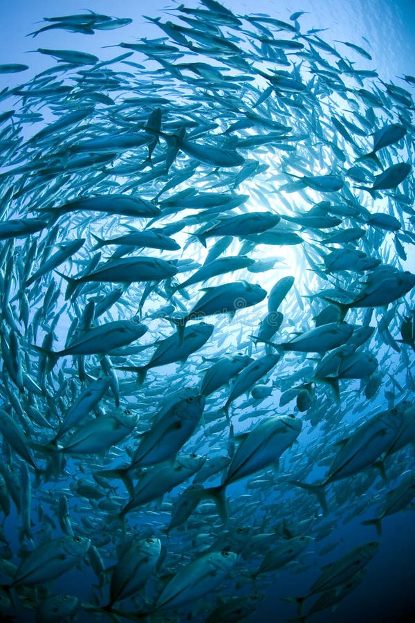 L'immagine di una grande scuola di pesce, nuotando in cerchio nell'oceano.