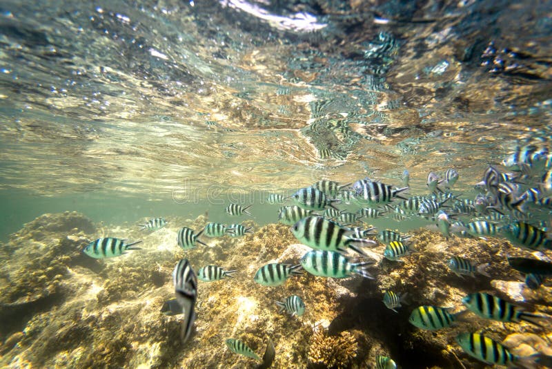 School of Fish and Coral Reef in Kenya Stock Image - Image of life ...