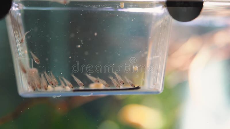 School of fish at a hatchery. Mini aquarium