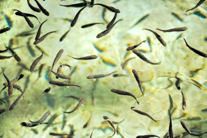 School of fish at a hatchery â€“ trout - background