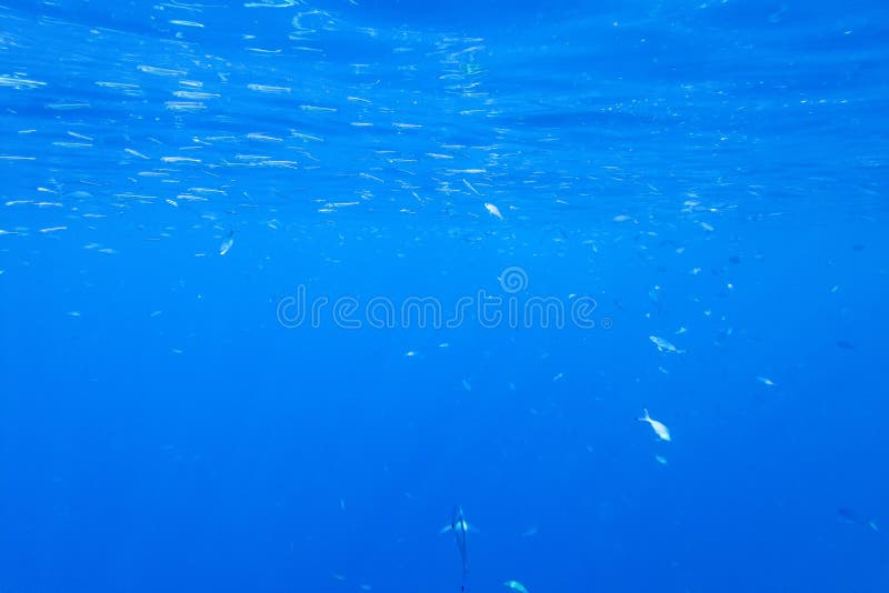 School of Fish Near the Surface of the Water in the Red Sea Stock Image