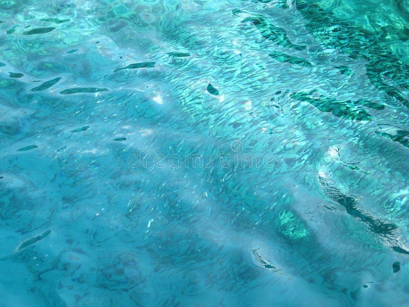 School of Fishes under Crystal Clear Ocean