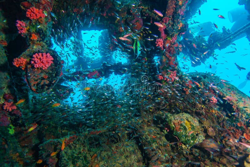 School of Glass Fish inside Shipwreck