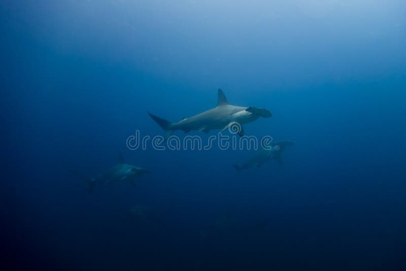 Hammerhead sharks stock image. Image of surface, extinction 12280811