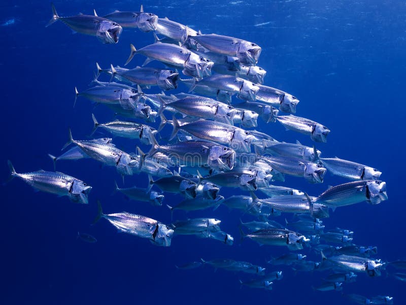 School of Mackerel stock photo. Image of diving, ocean 8023972