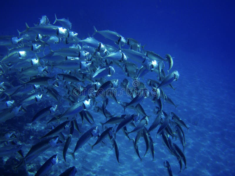 Sea ocean deep underwater fish school group life coral reef water background shoal under blue color scuba diver nature marine