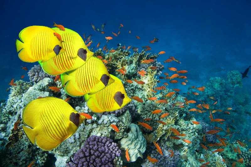 School of Masked Butterfly Fish