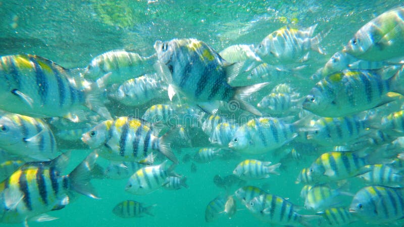 School of Sergant Major fish